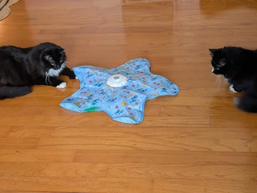 Huntpad Automatic Cat Toy photo review