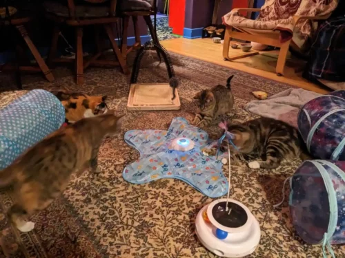 Huntpad Automatic Cat Toy photo review