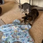 Huntpad Automatic Cat Toy photo review